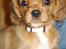 Cavalier king charles spaniel Bella
