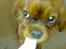 Cavalier king charles spaniel Bella