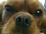 Cavalier king charles spaniel Bella