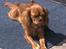 Cavalier king charles spaniel Bella