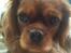 Cavalier king charles spaniel Bella