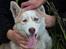 Siberian husky Pocus