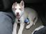 Siberian husky Pocus