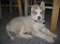Siberian husky Pocus