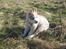 Siberian husky Pocus