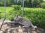 Siberian husky Pocus