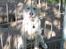 Siberian husky Pocus