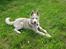 Siberian husky Pocus