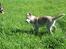Siberian husky Pocus