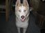 Siberian husky Pocus
