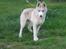 Siberian husky Pocus