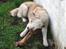 Siberian husky Pocus