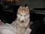 Siberian husky Pocus