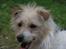 Jack russell terrier Tot