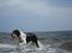 Border collie Meeko (Himmelhund) - Taget d. 16/7-11