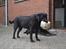 Labrador retriever Hølyst´s Amica R.I.P