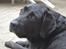 Labrador retriever Hølyst´s Amica R.I.P