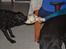 Labrador retriever Hølyst´s Amica R.I.P