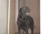 Labrador retriever Hølyst´s Amica R.I.P