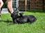 Labrador retriever Hølyst´s Amica R.I.P