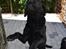Labrador retriever Hølyst´s Amica R.I.P