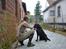 Labrador retriever Hølyst´s Amica R.I.P