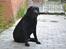 Labrador retriever Hølyst´s Amica R.I.P
