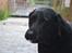 Labrador retriever Hølyst´s Amica R.I.P