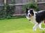 Border collie Mowgli - 20 07 2011