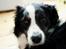 Border collie Mowgli - 21 07 2011