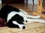 Border collie Mowgli - 21 07 2011