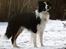 Border collie Mowgli - Vinter 2009
