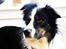 Border collie Mowgli
