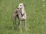 Whippet Erna