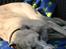 Whippet Erna