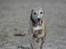 Whippet Erna