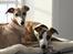 Whippet Erna