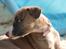 Whippet Buffy