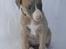Whippet Buffy