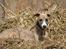 Whippet Buffy