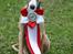 Whippet Buffy