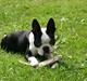 Boston terrier Wilma