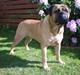 Bullmastiff Ace of Beton`s Agori (Cujo)