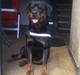 Rottweiler Yake Lanoz