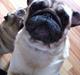Mops Tinke