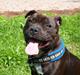 Staffordshire bull terrier Albert