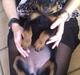 Rottweiler Lucy