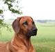 Rhodesian ridgeback (Bhara Bhara) Zibonille
