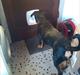 Rottweiler Samson