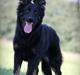 Chodsky Pes Gabbi (Himmel Hund)